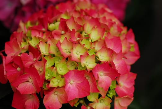 Pink Hydrangea Hortensia flower in bloom in spring