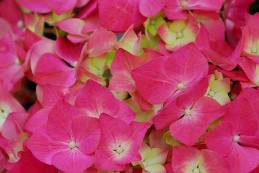 Pink Hydrangea Hortensia flower in bloom in spring