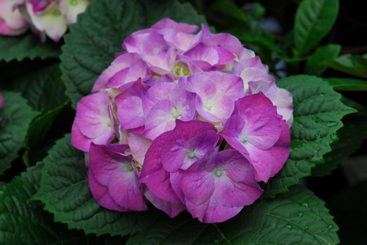 Purple Hydrangea Hortensia flower in bloom in spring