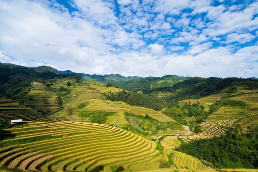 Vietnam Rice Terraces