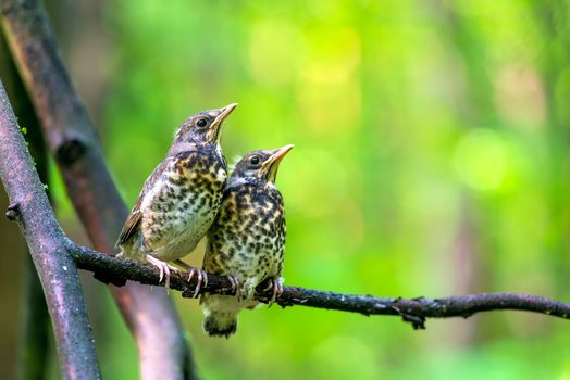 two chicks on a branch in summer forest