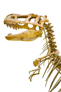 a fragment of the skeleton of Tyrannosaurus rex on white background isolated