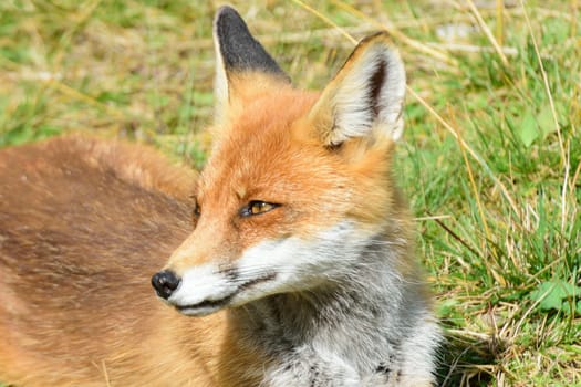 European Fox in portrait