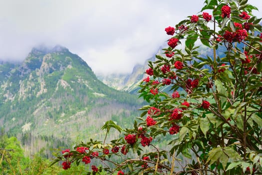 Tatra mountains slovakia eastern europe