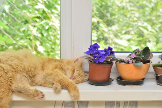 Sleep ginger cat on a window sill near flowers