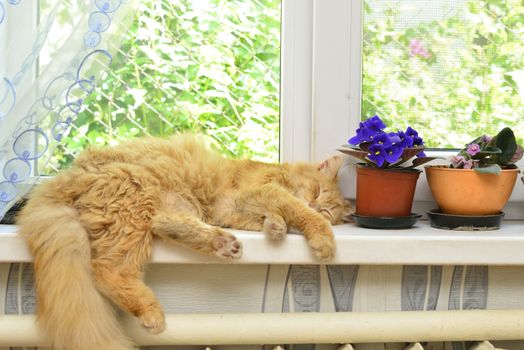 Sleep ginger cat on a window sill near flowers