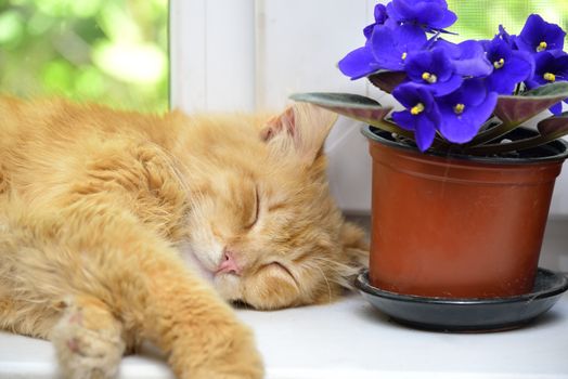 Sleep ginger cat on a window sill near flowers