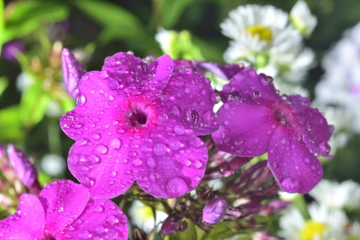 violet and white phlox after rain with big waterdrops