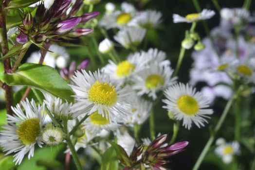 macro white wild camomile in forest