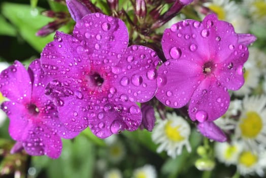 violet and white phlox after rain with big waterdrops