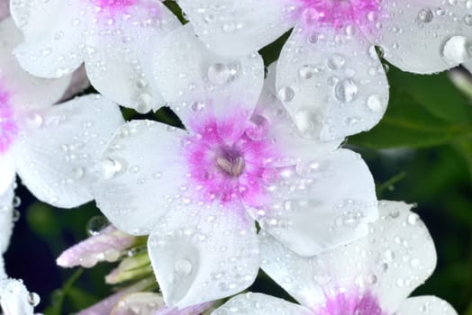 violet and white phlox after rain with big waterdrops