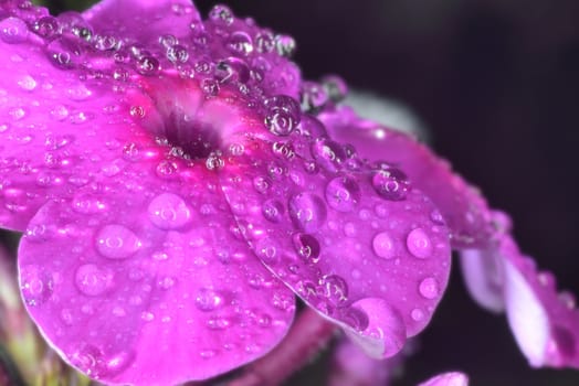 violet and white phlox after rain with big waterdrops
