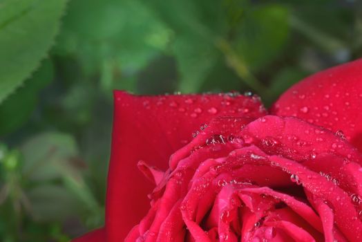 red macro  zoomed rose petals with big waterdrops