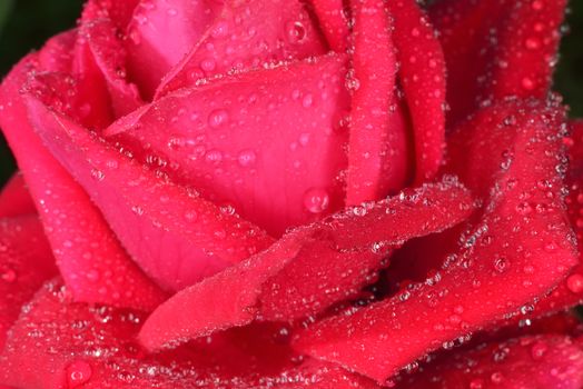 red macro  zoomed rose petals with big waterdrops