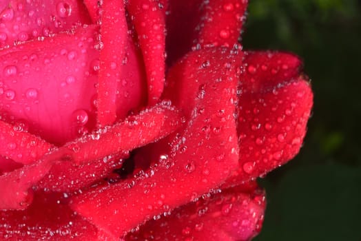 red macro  zoomed rose petals with big waterdrops