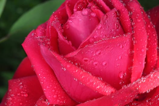 red macro  zoomed rose petals with big waterdrops