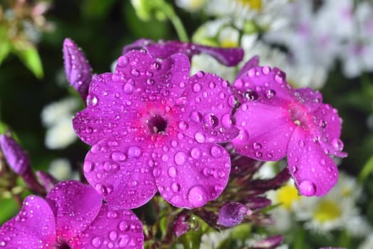 violet and white phlox after rain with big waterdrops