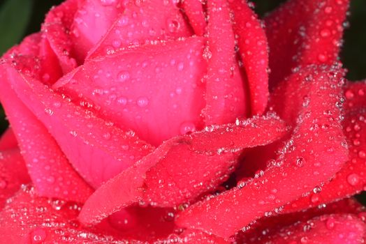 red macro  zoomed rose petals with big waterdrops