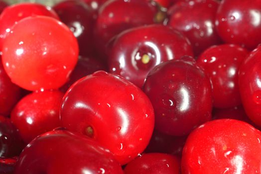 many fresh glossy red cherries ( macro, close-up)