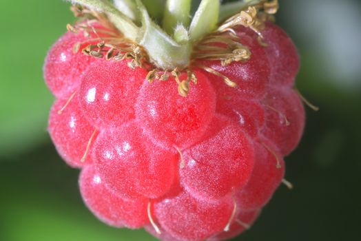 one red close-up perfect raspberry on branch 