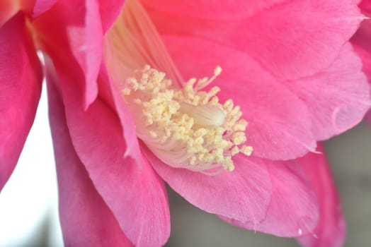 inside pink flower (macro extazoomed flower with pollen on pestils )