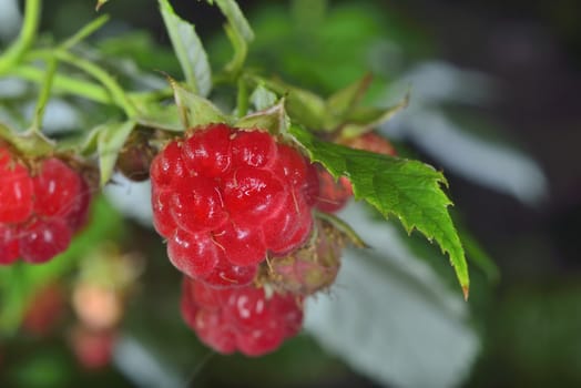 wild red juicy raspberries on branch in forest