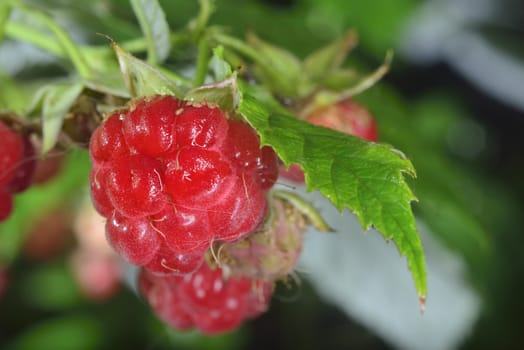 wild red juicy raspberries on branch in forest