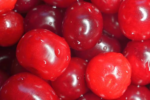 many fresh glossy red cherries ( macro, close-up)