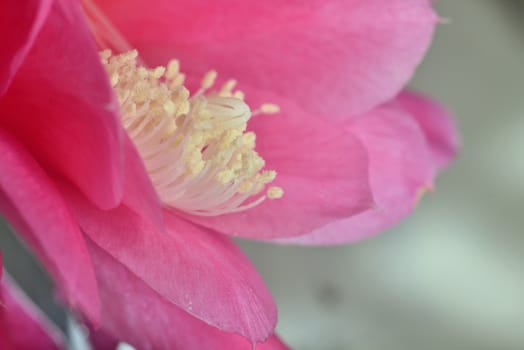 inside pink flower (macro extazoomed spring flower with pollen on pestils )