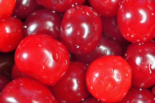 many fresh glossy red cherries ( macro, close-up)