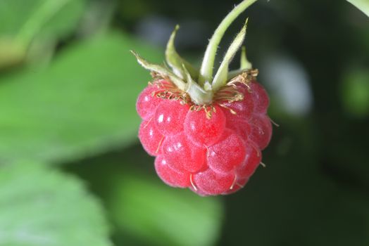 one red close-up perfect raspberry on branch 