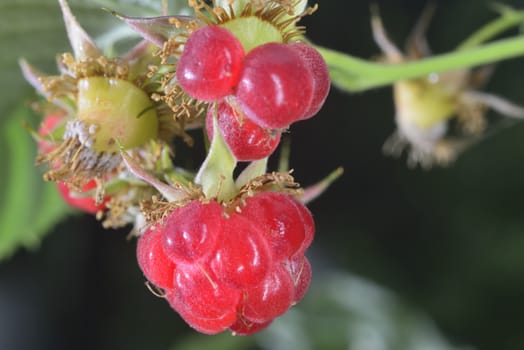 wild red juicy raspberries on branch in forest