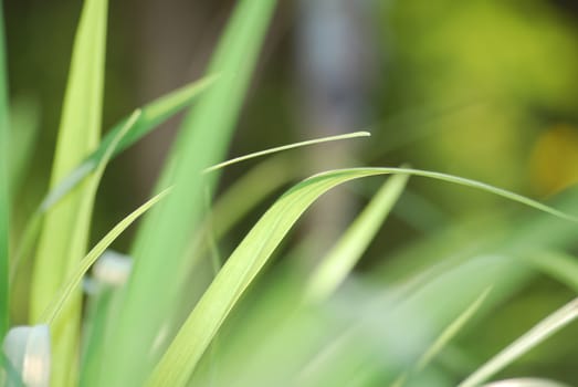 green spring transparent leaves with light