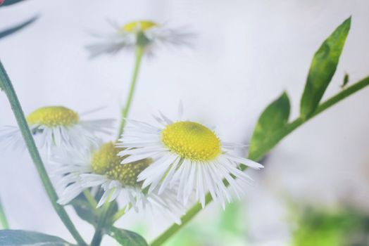 white wild therapeutic pharmaceutical blooming close-up camomile 