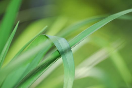 green spring leaves for spa