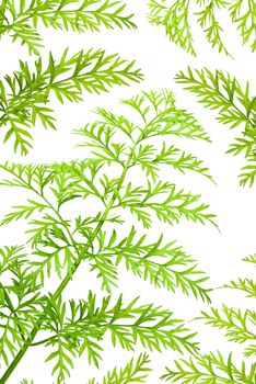 green herbs of carrots on white background