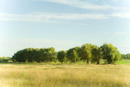 August trees on field (photo drawing)