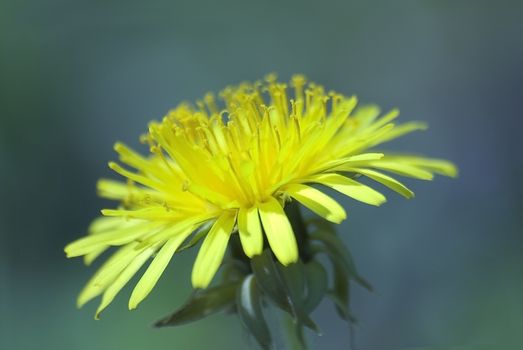 yellow dandelion flower