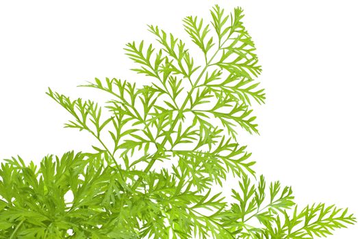 green herbs of carrots on white background