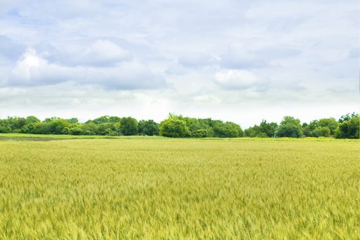 yellow  field of wheat with green trees