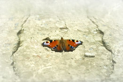 butterfly on stoned area without forest