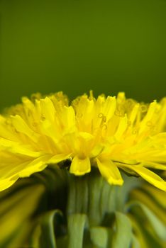 Biology illustration of increased dandelion flower