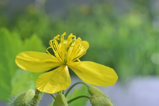 celandine flowers (yellow macro zoomed flowers)