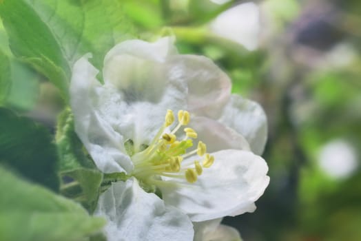 apple blossom (white macro zoomed flowers)