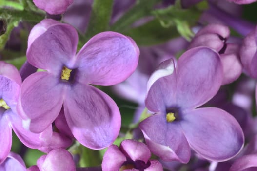 lilac buds (macro zoomed purple lilac flowers)