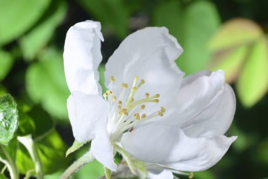 apple blossom (white macro zoomed flowers)