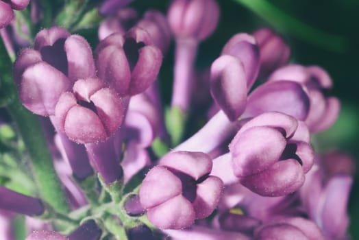 lilac buds (macro zoomed purple lilac flowers)