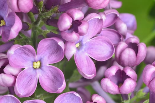 lilac buds (macro zoomed purple lilac flowers)