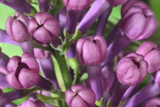 lilac buds (macro zoomed purple lilac flowers)