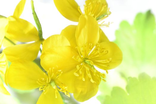 celandine flowers (yellow macro zoomed flowers)